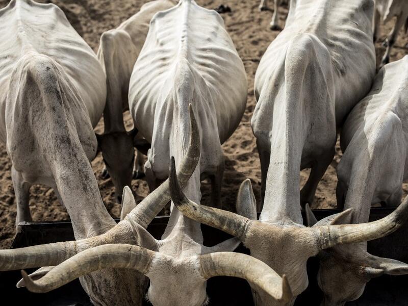 Cattle drink from a well in the village of Mbetiou Peulh on May 29, 2020. Pastoral families have been stuck around this village since the COVID-19 coronavirus restrictions were put in place in March 2020. The herders are having to take their live stock further and further away to find grass to eat and are struggling to buy supplies to move South to better pastoral lands after the price of live stock halved. JOHN WESSELS / AFP