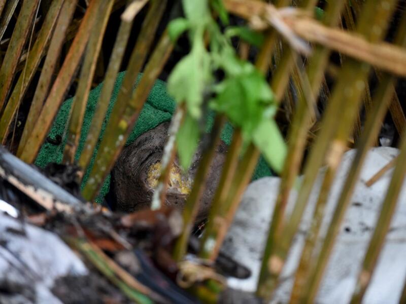 For centuries Bali's Trunyanese people have left their dead to decompose in the open air, the bodies placed in bamboo cages until only the skeletons remain -- a ritual they haven't given up -- even as the COVID-19 pandemic upends burial practices worldwide.  SONNY TUMBELAKA / AFP