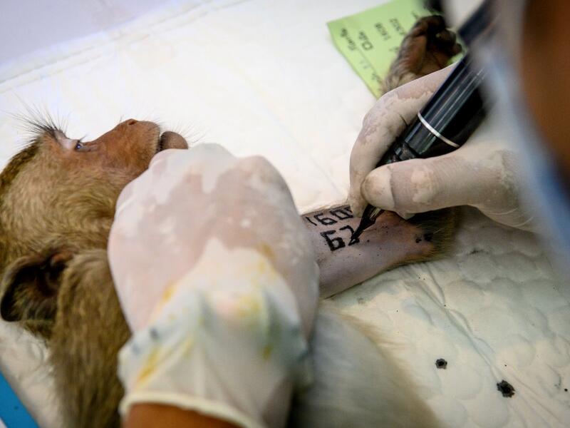 A park ranger tattoos a longtail macaques before its sterilisation in the town of Lopburi, some 155km north of Bangkok, on June 21, 2020. Lopburi's monkey population, which is the town's main tourist attraction, doubled to 6,000 in the last three years, forcing authorities to start a sterilisation campaign. Mladen ANTONOV / AFP