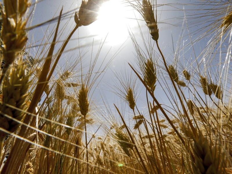 This picture taken on June 18, 2020 shows wheat stems growing in a field during the harvest season in the countryside of al-Kaswa, south of Syria's capital Damascus. Heavy rain and reduced violence provided a relief to Syrian farmers with a good harvest this year, as a tanking economy leaves millions hungry across his war-torn country. Prior to the outbreak of the conflict in 2011, Syria produced more than 4.1 million tonnes of wheat, enough to feed its entire population. But production plunged to record lo