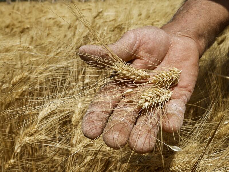A farmer harvests wheat in a field in the countryside of al-Kaswa, south of Syria's capital Damascus, on June 18, 2020. Heavy rain and reduced violence provided a relief to Syrian farmers with a good harvest this year, as a tanking economy leaves millions hungry across his war-torn country. Prior to the outbreak of the conflict in 2011, Syria produced more than 4.1 million tonnes of wheat, enough to feed its entire population. But production plunged to record lows during the war, boosting reliance on import