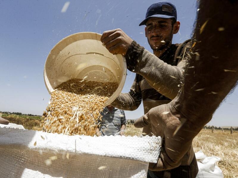 A farmer pours a bucket of wheat kernels into a sack during the harvest season, in a field in the countryside of al-Kaswa, south of Syria's capital Damascus, on June 18, 2020. Heavy rain and reduced violence provided a relief to Syrian farmers with a good harvest this year, as a tanking economy leaves millions hungry across his war-torn country. Prior to the outbreak of the conflict in 2011, Syria produced more than 4.1 million tonnes of wheat, enough to feed its entire population. But production plunged to