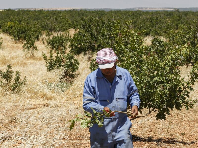 A pistachio farmer walks with a clipped branch amongst trees at a pistachio orchard in the village of Maan, north of Hama in west-central Syria on June 24, 2020. LOUAI BESHARA / AFP