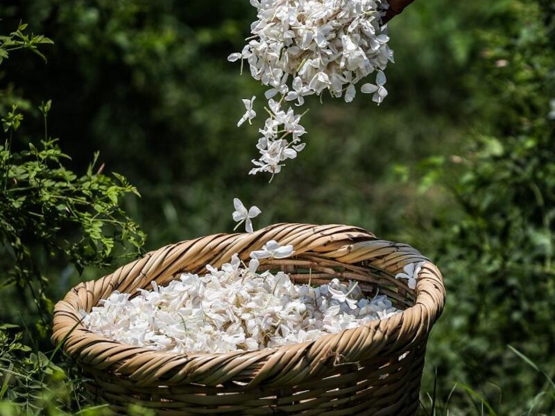 A worker throws a handful of harvested jasmine flowers into a wicker basket at a field at the village of Shubra Beloula in Egypt's northern Nile delta province of Gharbiya on July 23, 2020. Mohamed el-Shahed / AFP