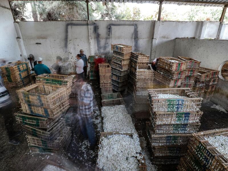 the village of Shubra Beloula In Gharbiya, in the Egyptian fertile Delta, produces more than half of the aromatic extracts used in essential oils for global jasmine production. Mohamed el-Shahed / AFP