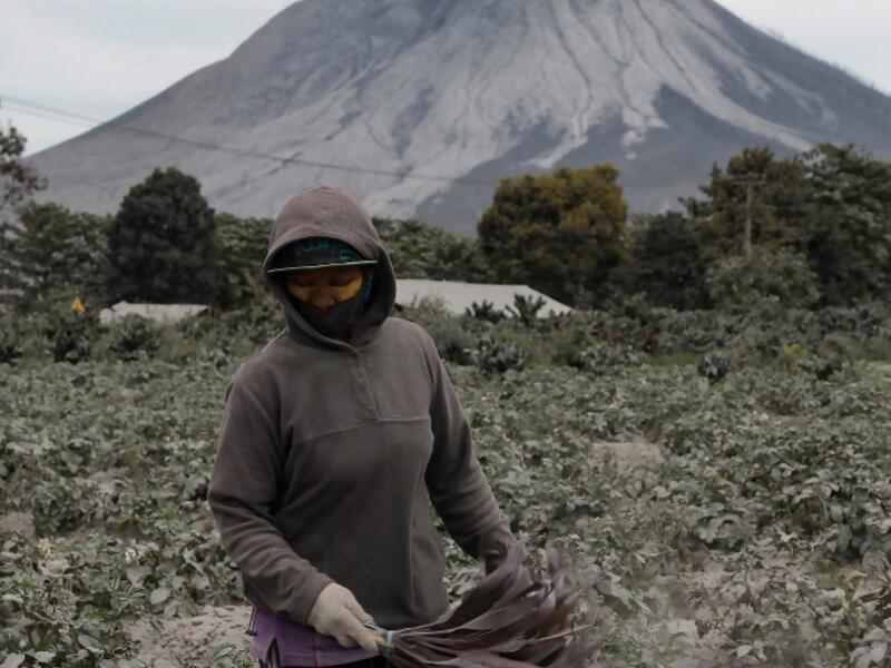 A villager cleans volcanic ash from his plants' leaves at Naman Teran village in Karo, North Sumatra, on August 11, 2020 a day after the eruption of Mount Sinabung (background). IVAN DAMANIK / AFP