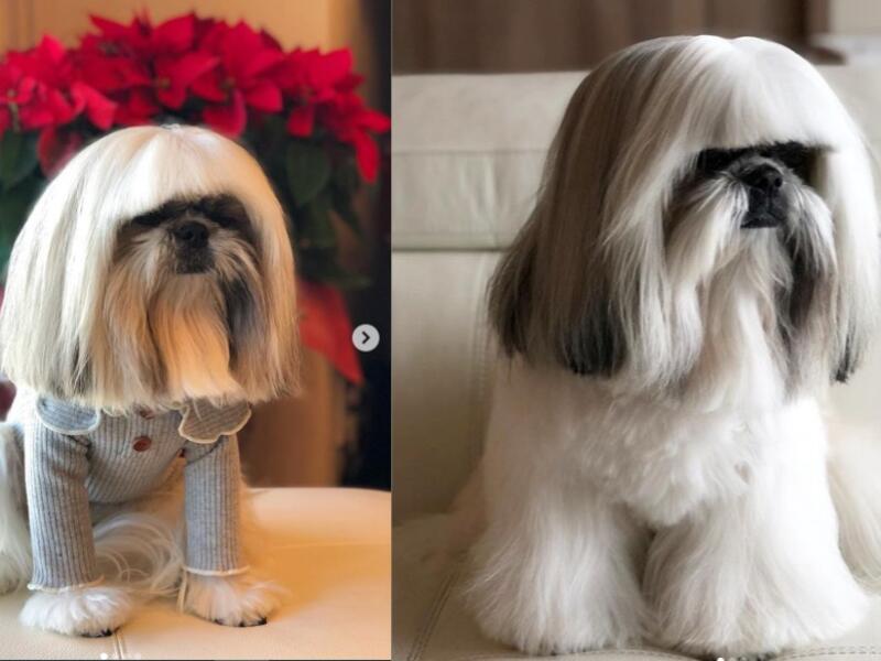 Bontenmaru, five, who is named after a Japanese samurai, and lives in Tokyo, has become an internet star racking up more than 22,000 Instagram followers. (Instagram/ @bonten._.maru)