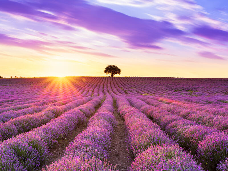  (Shutterstock)	