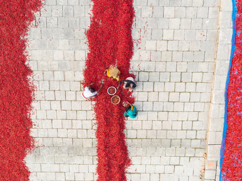 Aerial View of Red Chili Processing in Bangladesh. (Shutterstock/ File photo)