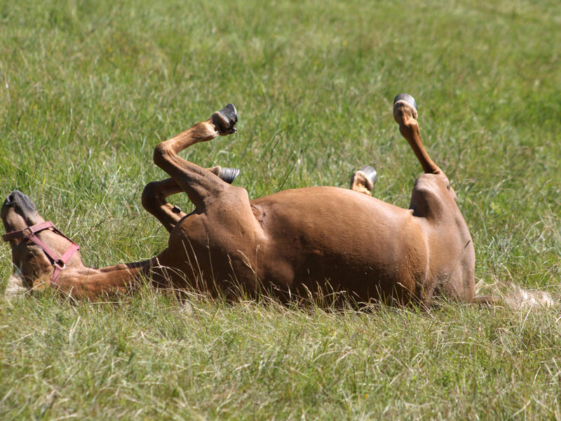 Agriculture Minister Julien Denormandie described the incidents as "acts of barbarism" in a tweet. (Shutterstock/ File Photo)