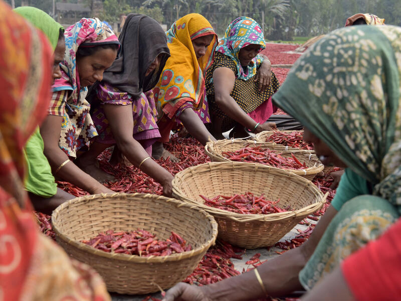 Bangladeshi women shorts red chilies after dry them under the sun at Bogra district.  (Shutterstock/ File photo)