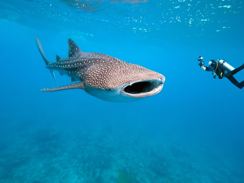 Environmental researcher Ahmed Ghallab said the whale shark is a peaceful. (Shutterstock/ File Photo)