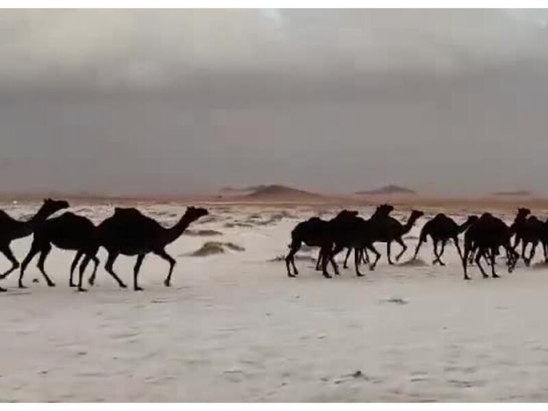 مجموعة إبل تتجول في صحراء حائل المغطاة بالبَرَد