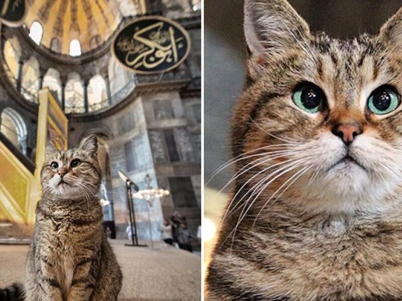 قطة آيا صوفيا