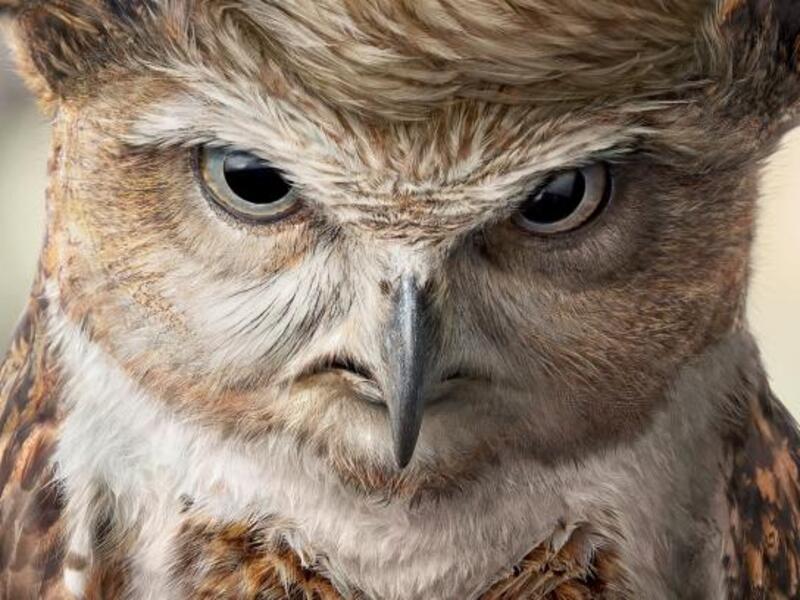 TOP Magazine Donald Trump (https://www.adsoftheworld.com/collection/donald_trump_in_advertising#)