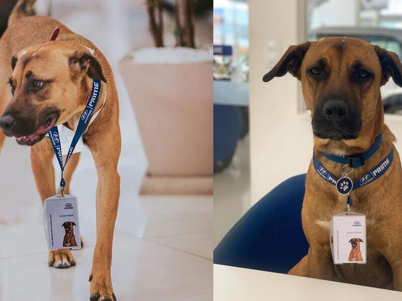 Hyundai dealership in Brazil has adopted and given a stray dog a new job title. (Instagram)