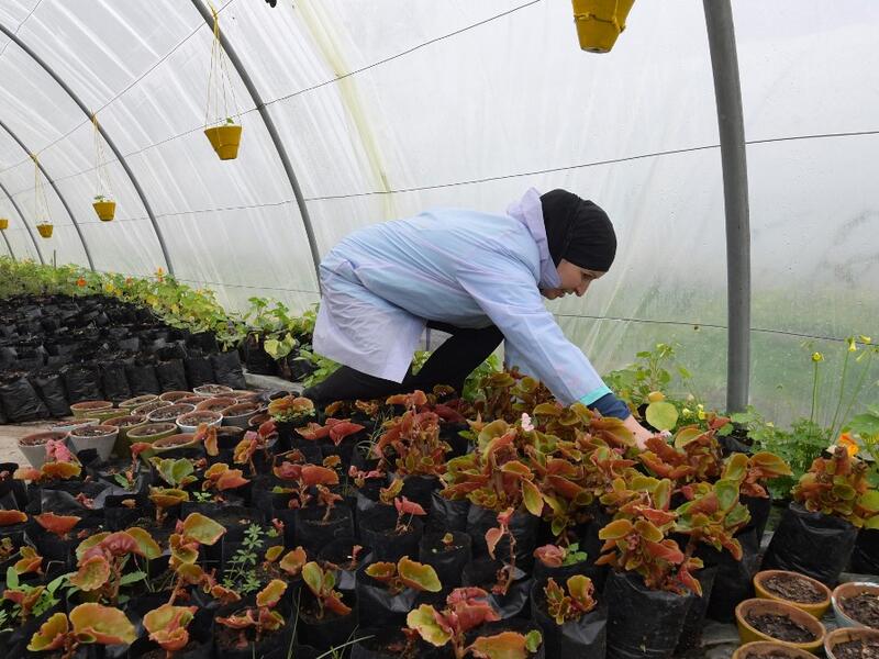 Sonia Ibidhi, a 42-year-old journalist turned to organic farming, cares for potted plants in the greenhouse of her small farm where she produces edible flowers, in the northwestern Tunisian coastal town of Tabarka, on Januray 28, 2021. FETHI BELAID / AFP