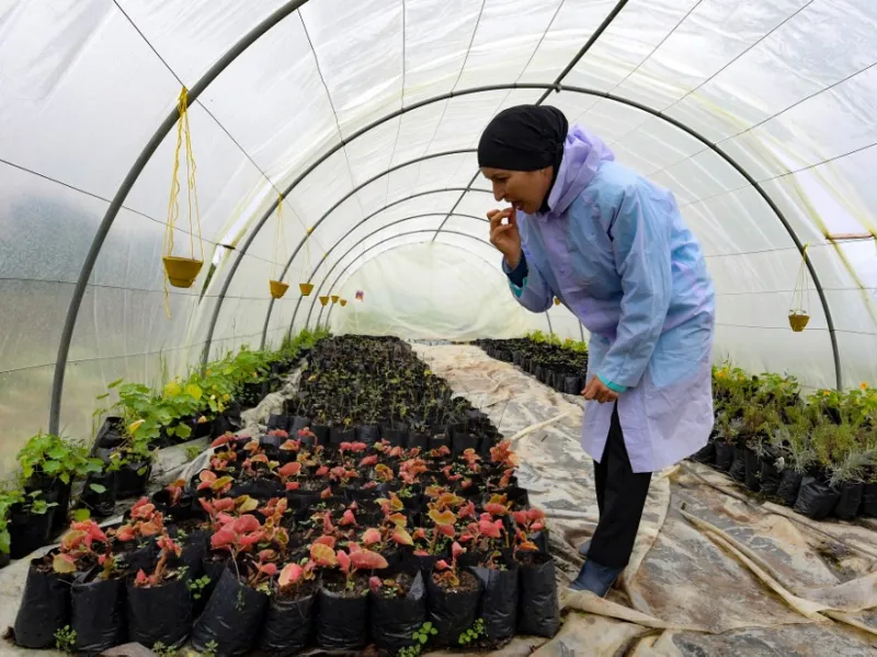 Sonia Ibidhi, a 42-year-old journalist turned to organic farming, tastes some petals in the greenhouse of her small farm where she produces edible flowers, in the northwestern Tunisian coastal town of Tabarka, on Januray 28, 2021.FETHI BELAID / AFP