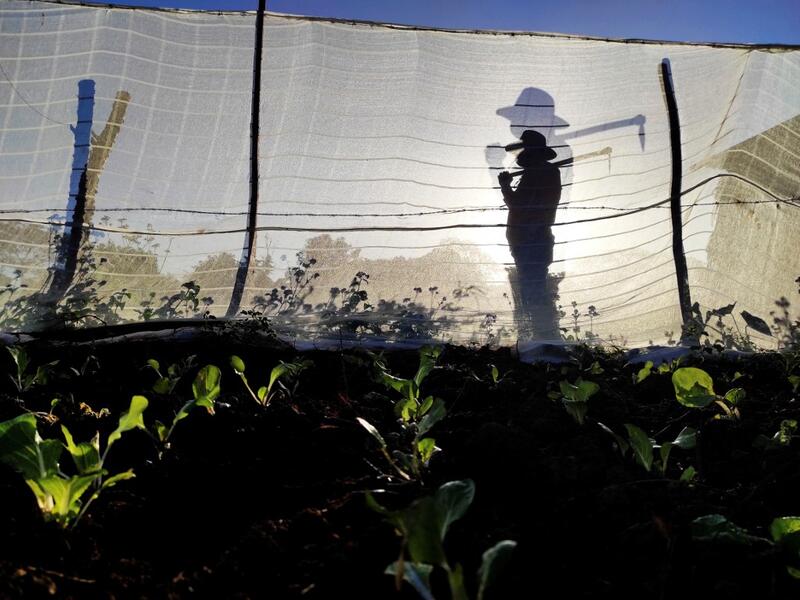 Carlos Millo, owner of a lodging for tourists, works on his plot of land in Vinales, Cuba, on January 29, 2021. At the foot of the majestic rock formations of Vinales, the terraces of the restaurants look empty and the lodgings have closed. With the arrival of COVID-19, the incipient prosperity of this Cuban town came to a halt and people abandoned tourism jobs to return to work the land. YAMIL LAGE / AFP