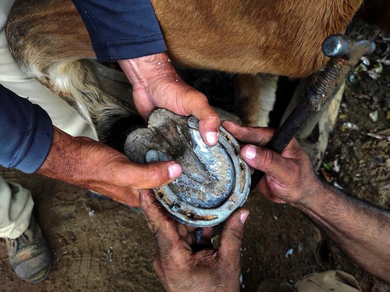 Yusmani Garcia, a blacksmith and tour guide, puts a horseshoe on a horse at his house in Vinales, Cuba, on January 28, 2021. At the foot of the majestic rock formations of Vinales, the terraces of the restaurants look empty and the lodgings have closed. With the arrival of COVID-19, the incipient prosperity of this Cuban town came to a halt and people abandoned tourism jobs to return to work the land. YAMIL LAGE / AFP