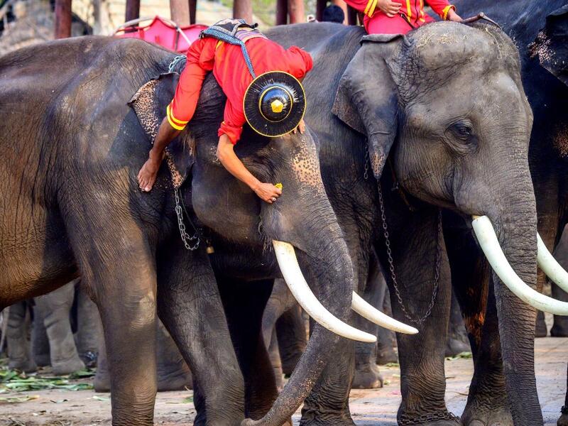A mahout prepares his elephant for a ceremony