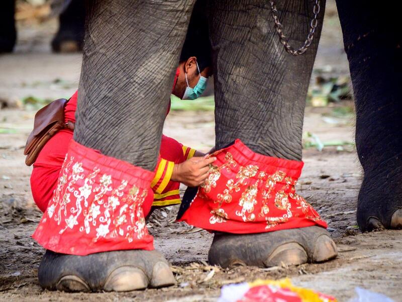 A mahout prepares his elephant for a ceremony 