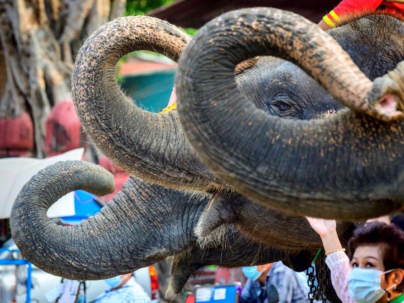 A woman poses for photos in front of elephants during a ceremony to mark National Elephant Day