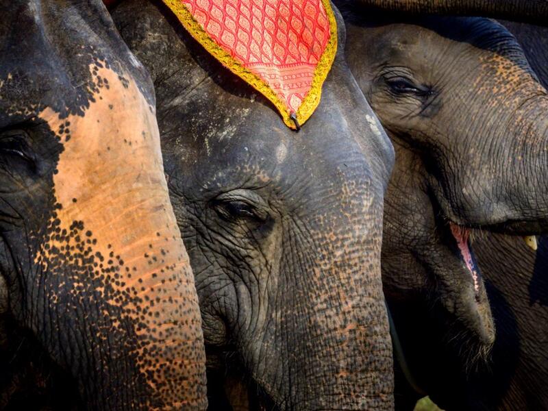 Elephants are seen during a ceremony to mark National Elephant Day at the Elephant Royal Kraal Village 