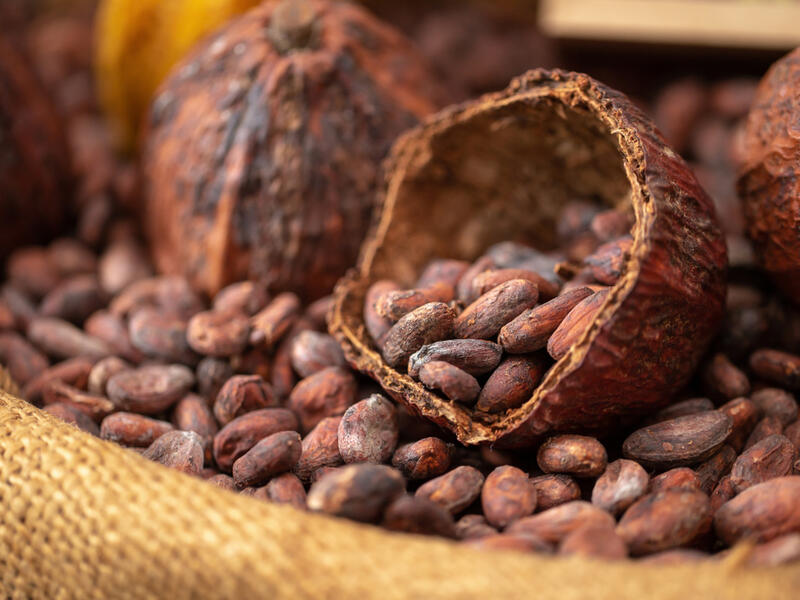Cocoa chemicals boosts memory