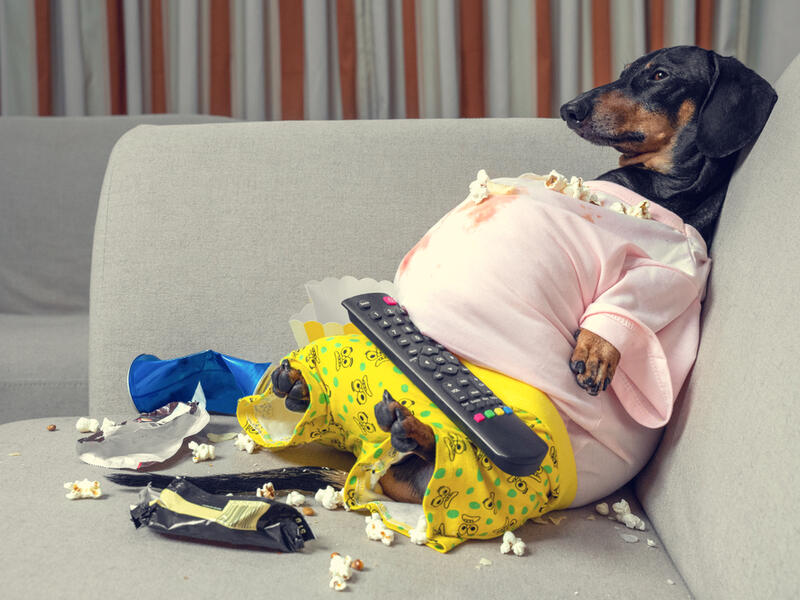 Even the dog has become a couch potato!