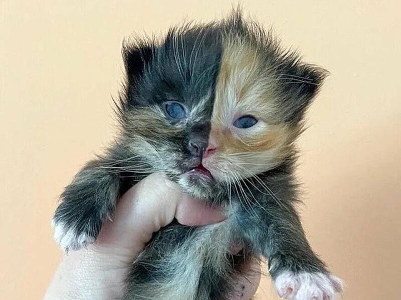 Orphaned kitten was named Apricot