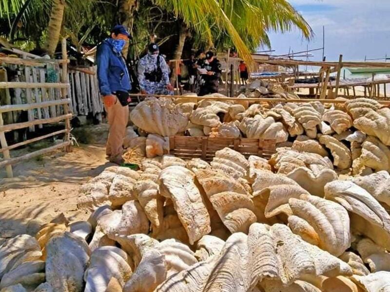 The Philippine Coast Guard together with other law enforcements seized 200 tons of fossilized giant clam shells