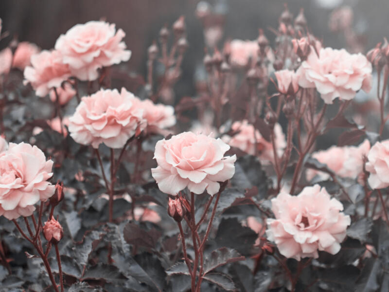 Pink roses in the garden of pink roses