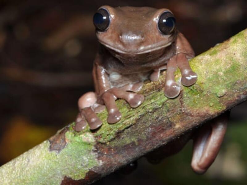 ضفدع الشوكولاتة