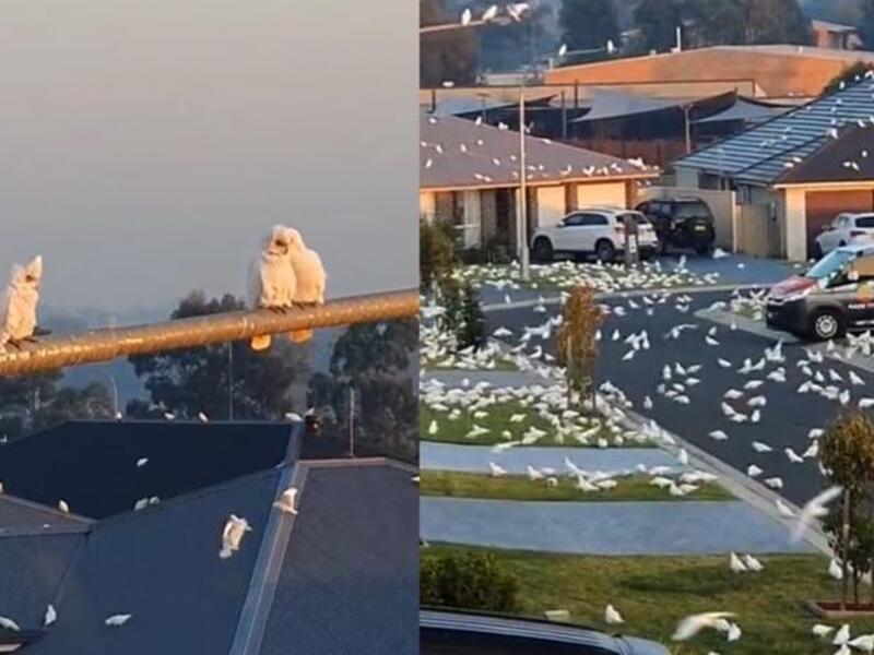 طيور كوريلا