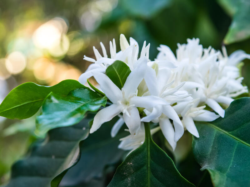 Coffee tree blossom 