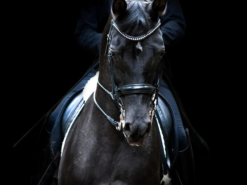 stallions 