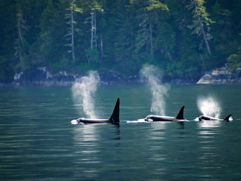 Killer whales