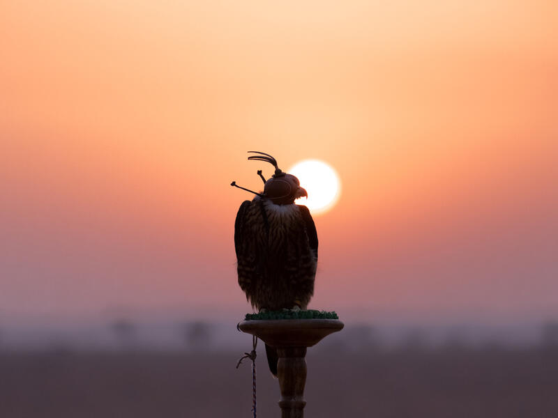 Saker falcon