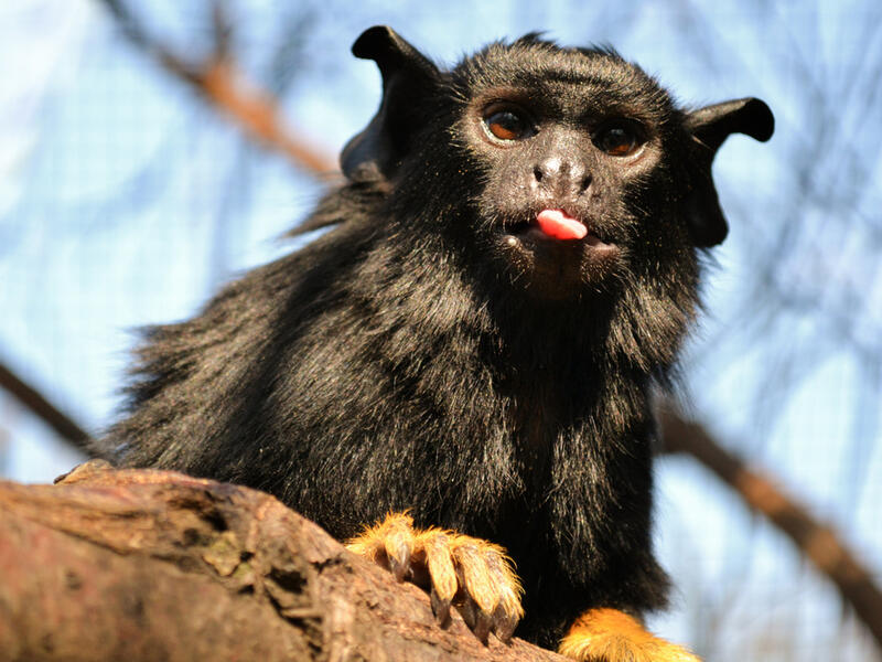 Red-handed tamarin