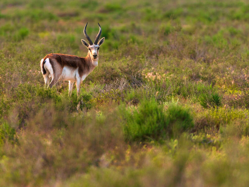 Persian gazelle