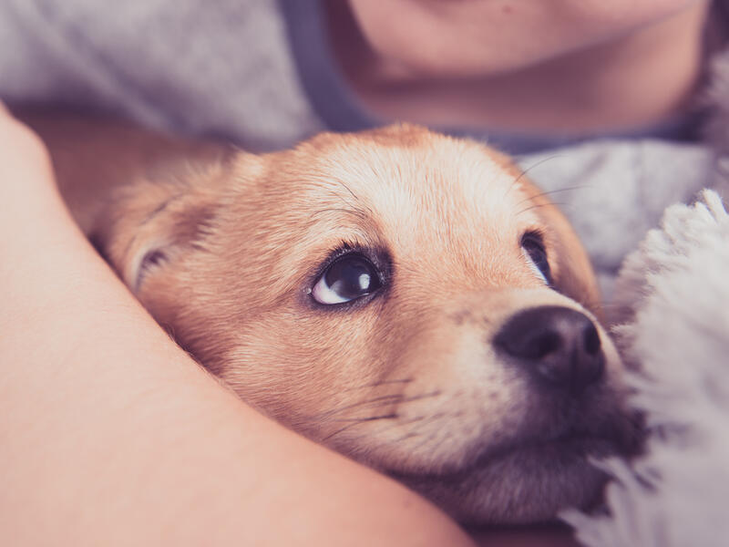 mixed-breed puppies
