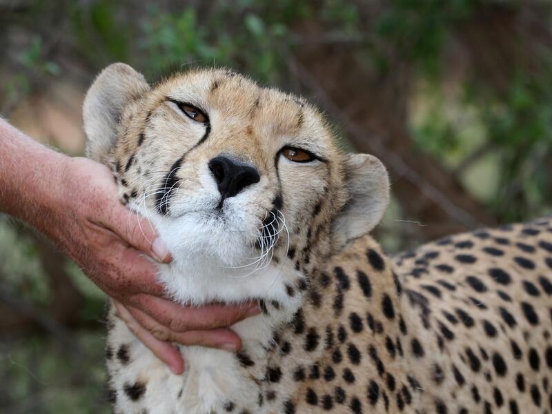 pet cheetah