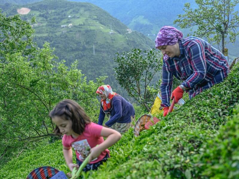 Villagers pick tea at grown on local land in Ikizdere in the Rize Province in the Black Sea region of Turkey on June 7, 2021. A government-friendly company plans to extract 20 million tons of stone from a quarry in the northeastern town of Ikizdere for one of President Recep Tayyip Erdogan's latest development projects. The locals are rising up in protest, challenging the government and its priorities in a region dear to the domineering Turkish leader's heart.