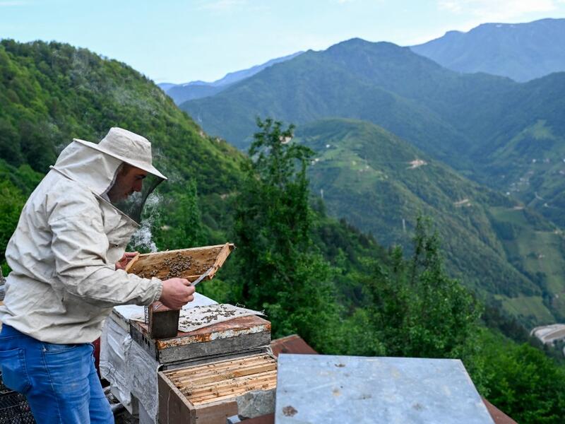 A villager checks his bee hives on the hill side close to tea gardens in Ikizdere in the Rize Province in the Black Sea region of Turkey on June 7, 2021. A government-friendly company plans to extract 20 million tons of stone from a quarry in the northeastern town of Ikizdere for one of President Recep Tayyip Erdogan's latest development projects. The locals are rising up in protest, challenging the government and its priorities in a region dear to the domineering Turkish leader's heart.