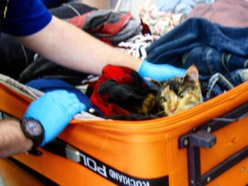 7.قطة حية في حقيبة السفر