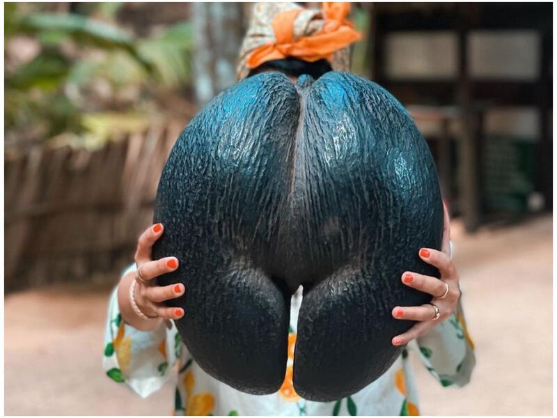 ثمرة جوز الهند البحري