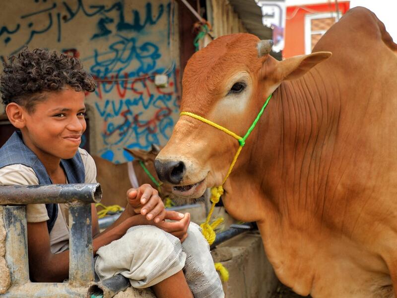 A boy sits next to a cow that will be used as a sacrifical animal at a livestock market in Yemen's capital Sanaa on July 14, 2021, as people buy provisions in preparation for the Eid al-Adha holiday celebrations. Known as the "big" festival, Eid Al-Adha is celebrated each year by Muslims sacrificing various animals according to religious traditions, including cows, camels, goats and sheep. MOHAMMED HUWAIS / AFP