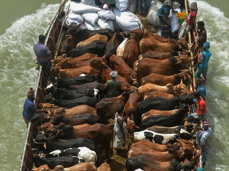 Sacrificial livestock is being transported on a boat after the government loosened a lockdown imposed as a preventive measure against the Covid-19 coronavirus ahead of the Muslim festival of Eid al-Adha in Dhaka on July 16, 2021. Munir Uz zaman / AFP