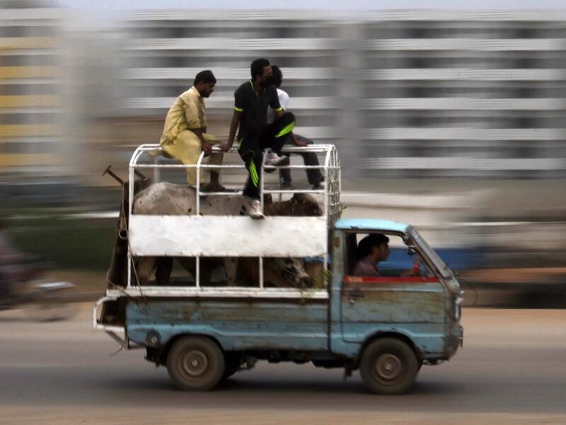 People transport cattle ahead of the Muslim festival of Eid al-Adha in Pakistan's port city of Karachi on July 16, 2021. Asif HASSAN / AFP